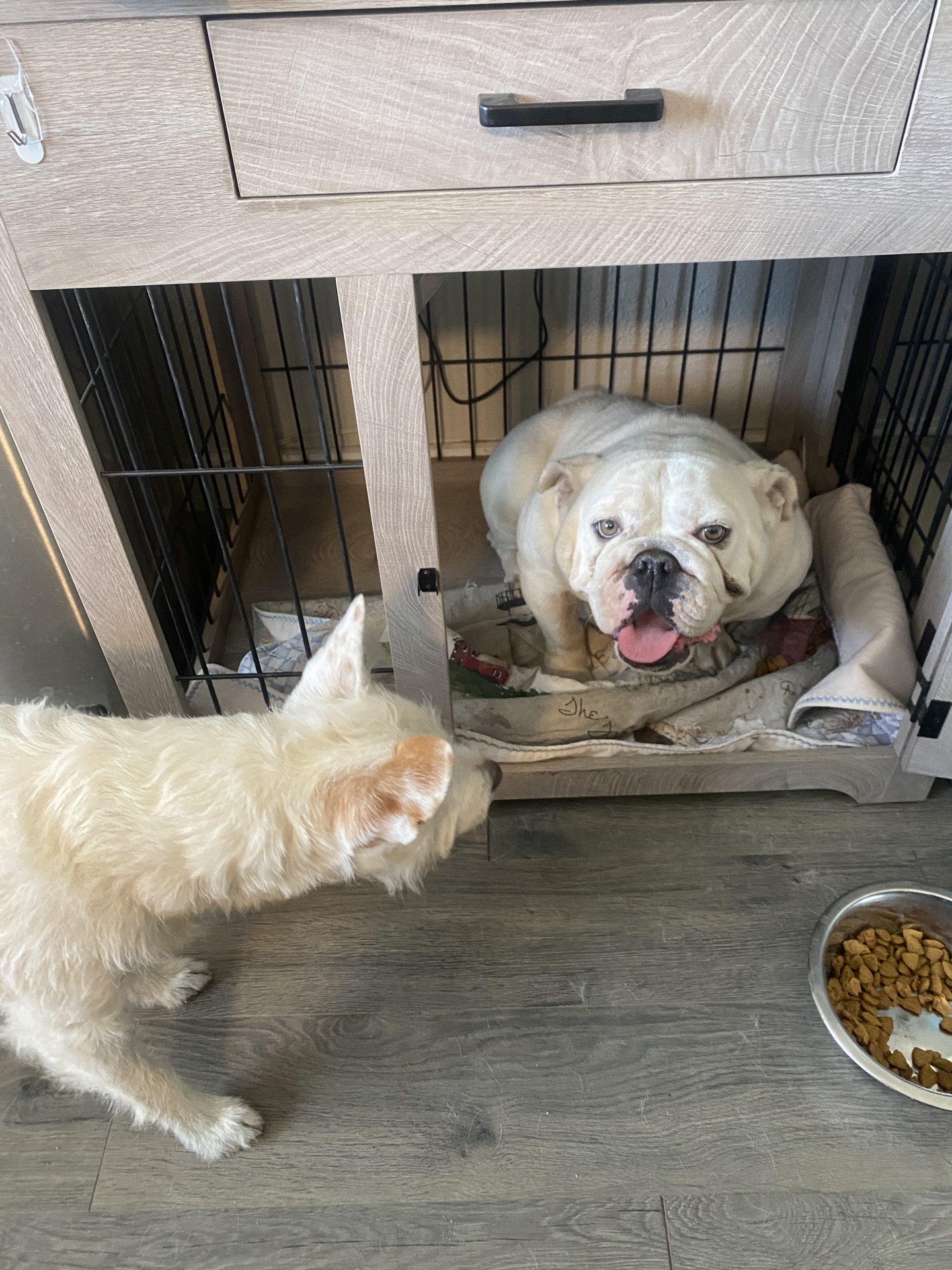 Comfortable boarding suite at The Canine Outpost