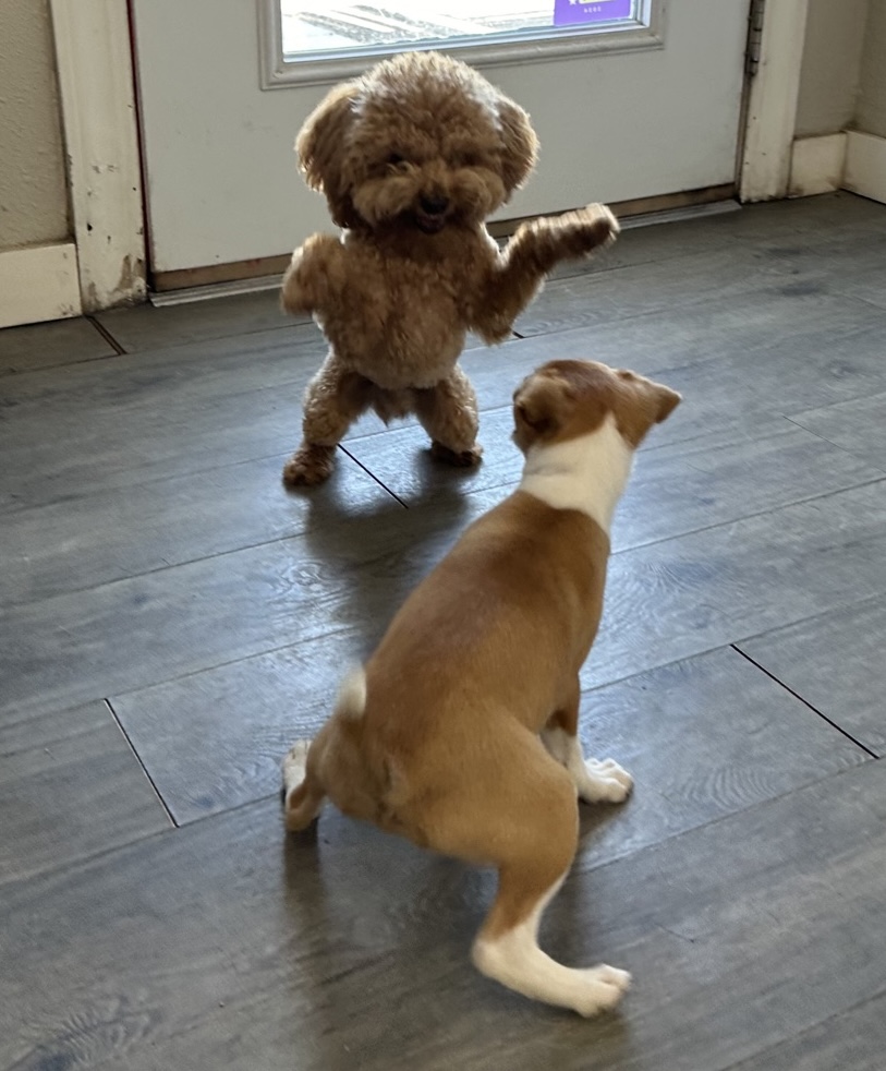 Supervised structured play at The Canine Outpost