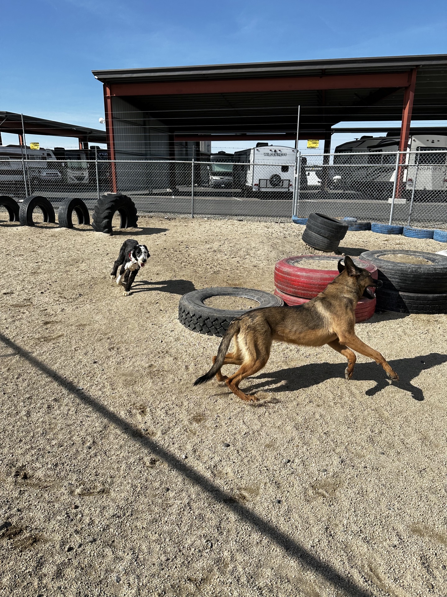 Dogs playing in outdoor yard