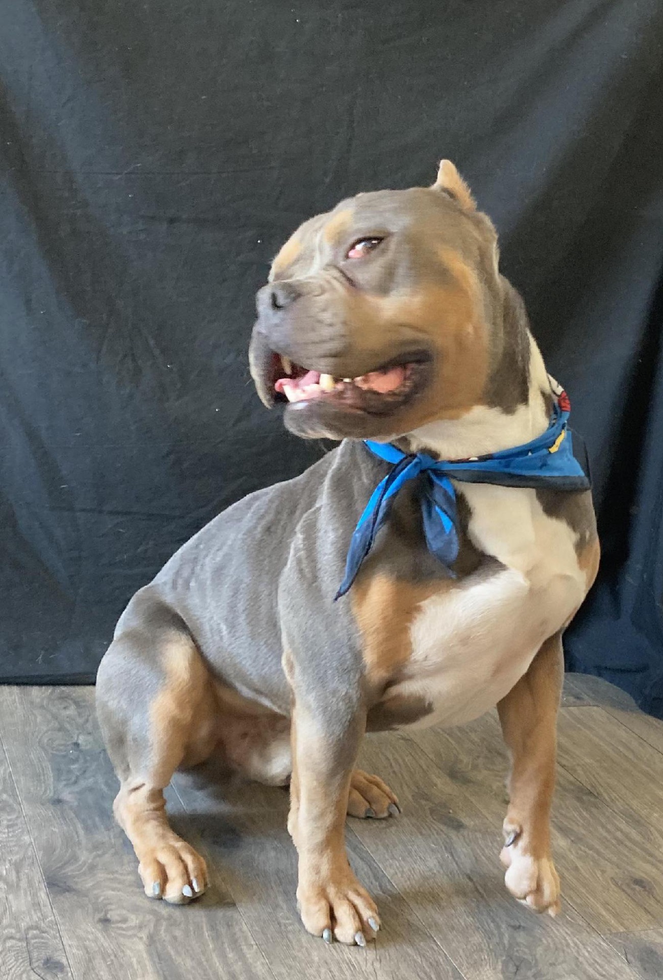 Puppy learning calm behavior