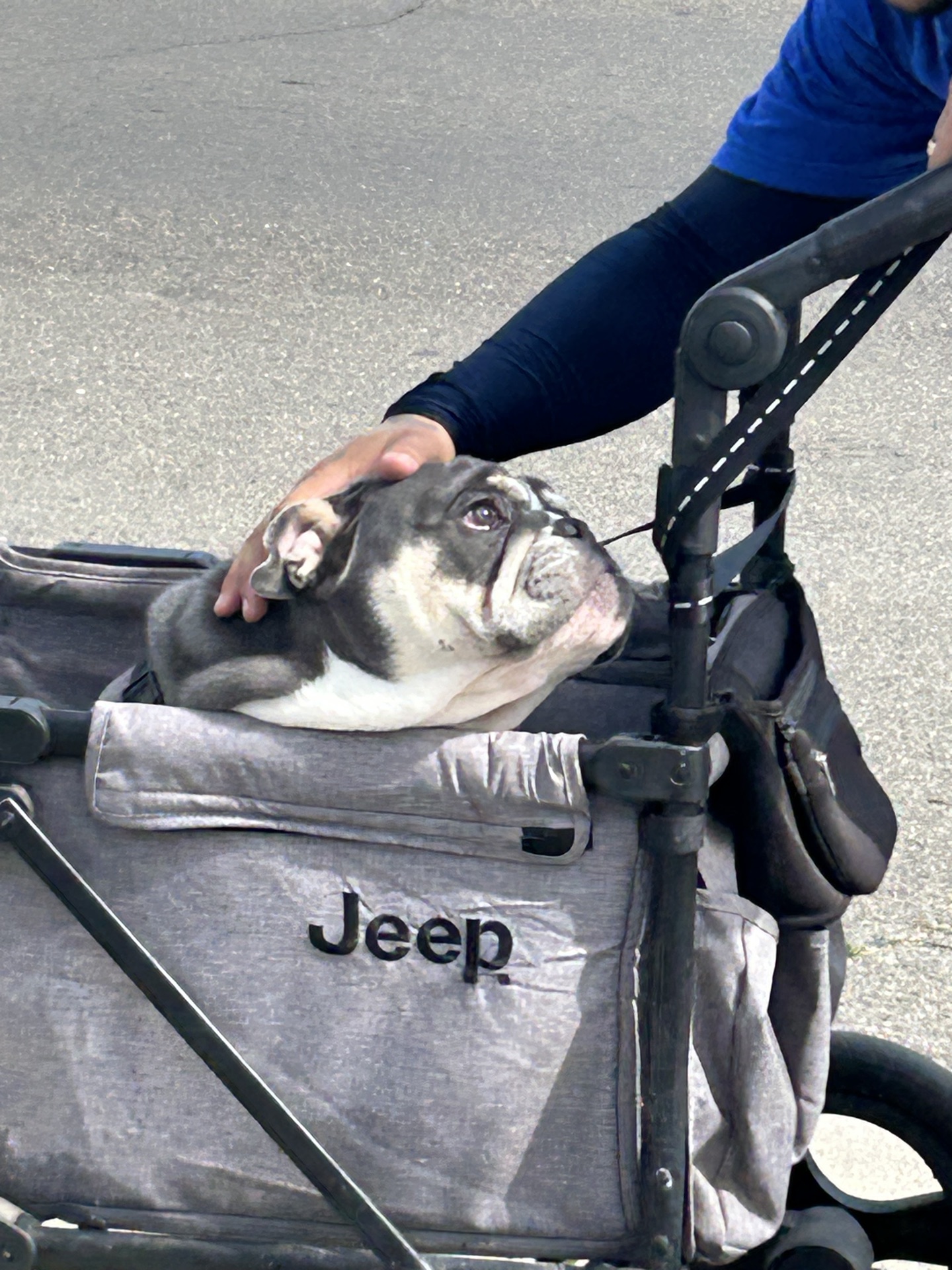 Puppy handling practice