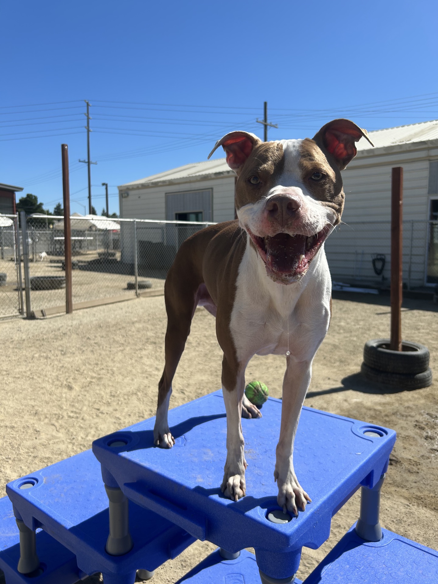 Puppy training session